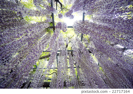塔瑪基神社的紫藤 22717164