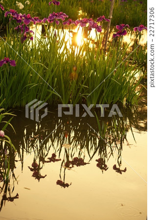 黃昏的虹膜 22717306