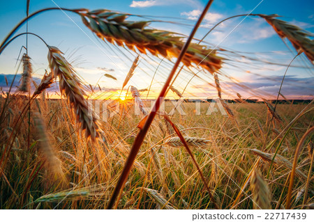 Rural Countryside Wheat Field At Sunset Sunrise Rural Countryside Wheat Field At Sunset Sunrise 22717439