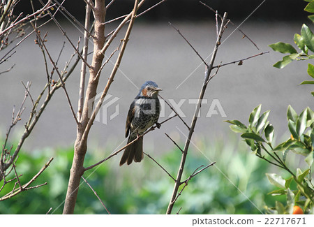 Bulbul 22717671