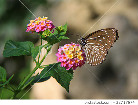 Tsumura Maki Madara 22717674