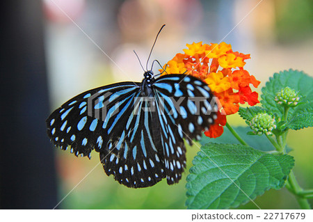 Ryukyu Asagi Madara 22717679