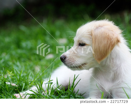 young small cute lovely mini size crossbreed puppy 22717729