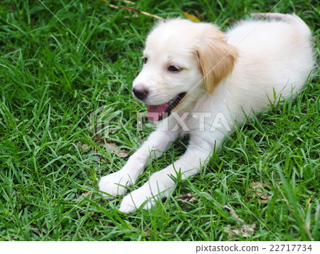 young small cute lovely mini size crossbreed puppy young small cute lovely mini size crossbreed puppy 22717734