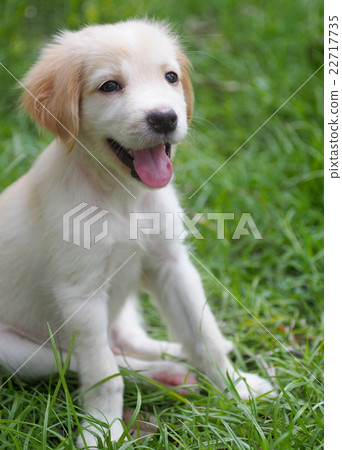 young small cute lovely mini size crossbreed puppy 22717735