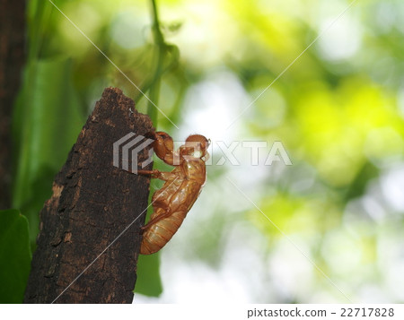 brown light thin insect exuvia shell in garden 22717828