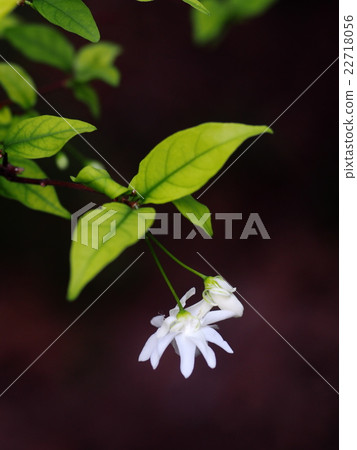 Water Jasmine, Wrightia religiosa Benth. flowers 22718056