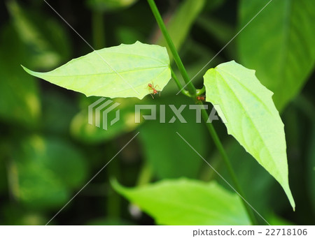 small red orange color ant on green creeping plant small red orange color ant on green creeping plant 22718106