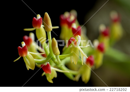 Picture of ancient orchid Liparis rhodochila Picture of ancient orchid Liparis rhodochila 22718202