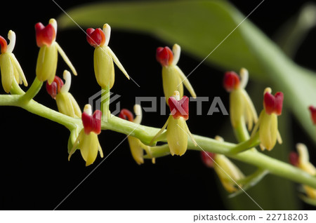古老蘭花Liparis rhodochila的圖片 古老蘭花Liparis rhodochila的圖片 22718203