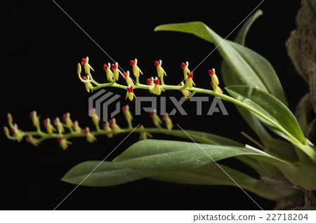 古老蘭花Liparis rhodochila的圖片 古老蘭花Liparis rhodochila的圖片 22718204