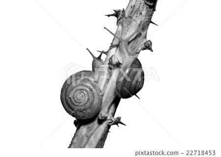 black and white of Snail on Branc black and white of Snail on Branc 22718453