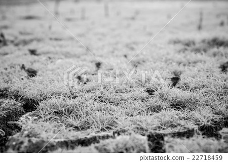 black and white of grass on the cracked mud black and white of grass on the cracked mud 22718459