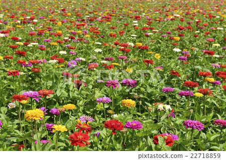 竹草 竹草 22718859