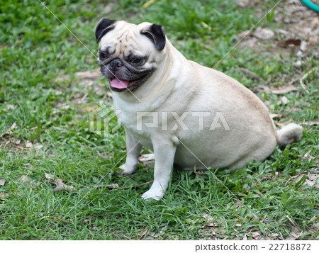 lovely happy white fat cute pug dog in garden 22718872