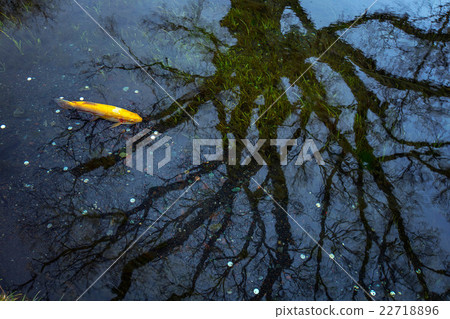 Coin and tree root in lake Coin and tree root in lake 22718896