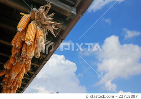 Hanging dry corn in farm on blue sky background Hanging dry corn in farm on blue sky background 22718897