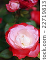 Rose red × white 22719813