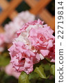 Rose Pink × White 22719814