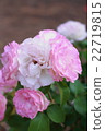 Rose pink × white 22719815