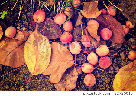 Grunge autumn background 22720016