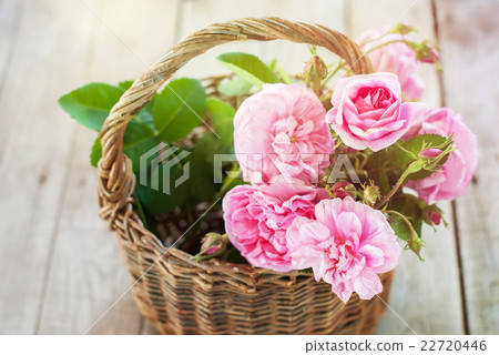 Dog Rose Pink Rosa Canina Flower Wooden Background Dog Rose Pink Rosa Canina Flower Wooden Background 22720446