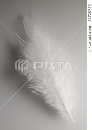 桌子上的羽毛 22720726