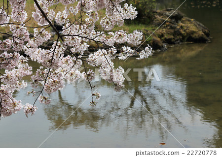 Rurin Park, a group of northern garden Cherry blossoms of Kamoike pond 22720778