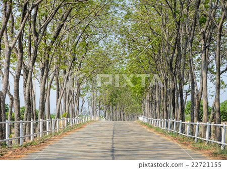 Tree lined road to farm Tree lined road to farm 22721155