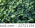 Clover  22721194