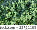 Clover  22721195