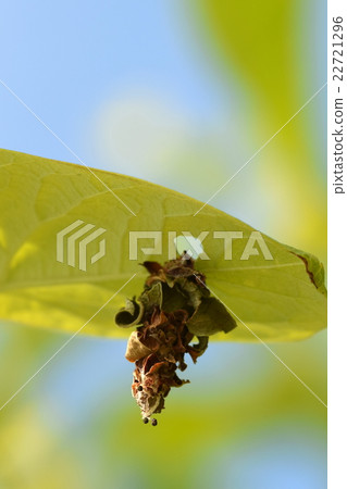 Minamushi attached to persimmon leaves Minamushi attached to persimmon leaves 22721296