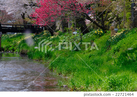Spring of Oshino 22721464