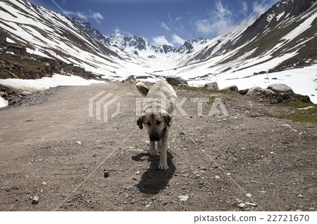 Dog on dirt road in spring mountains Dog on dirt road in spring mountains 22721670