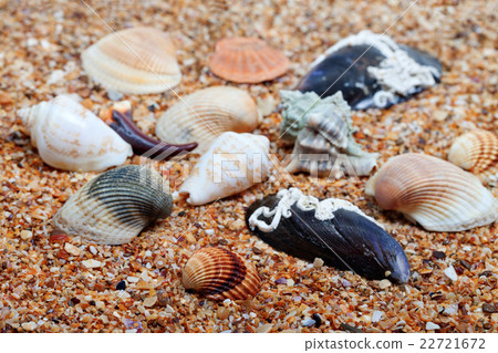 Seashells on sand in sunny day Seashells on sand in sunny day 22721672