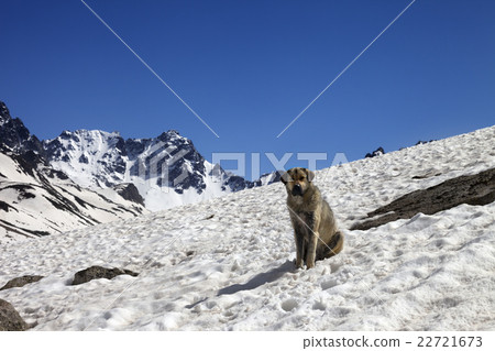 Dog in snowy mountains at spring 22721673