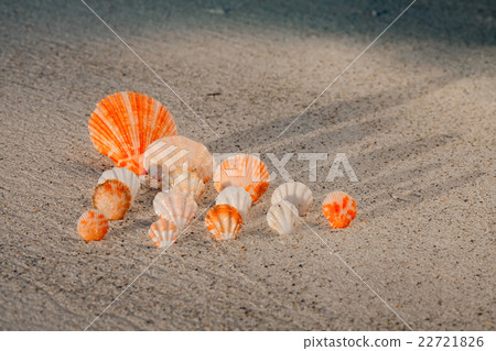 color Shells on sandy beach 22721826