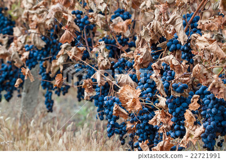 Vineyards in autumn harvest. Vineyards in autumn harvest. 22721991