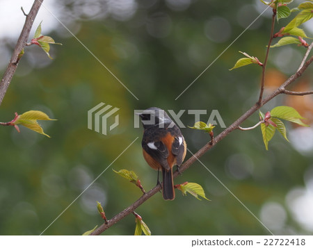 Kotobuki Kotobuki 22722418