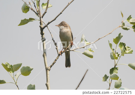 Songbird nightingale sits on a tree branch. Songbird nightingale sits on a tree branch. 22722575