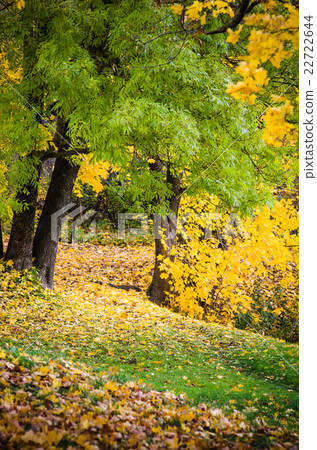 Beautiful park in it is yellow green shades of foliage Beautiful park in it is yellow green shades of foliage 22722644
