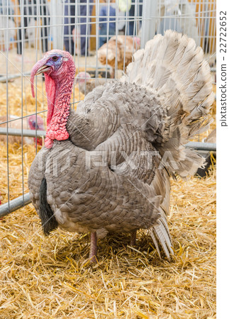 Big beautiful turkey on a farm, close-up Big beautiful turkey on a farm, close-up 22722652