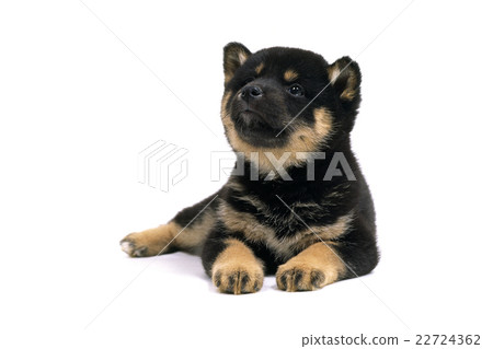 Shiba Inu Shiba Inu 22724362