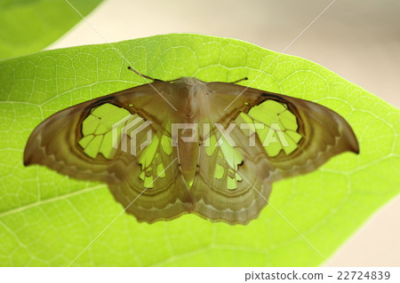 The living thing insect scaraba gibba, the part that seems to have a hole seems to have a transparent wing The living thing insect scaraba gibba, the part that seems to have a hole seems to have a transparent wing 22724839