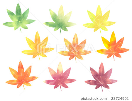  Maple leaves 22724901
