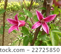 Clematis princess Diana 22725850