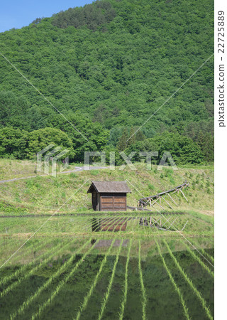 Spring rice fields 22725889