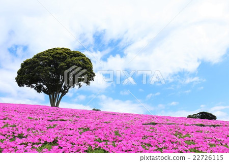 Petunia of Mother Farm in Chiba prefecture 22726115