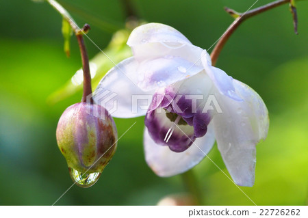 Renge goshoma(Ontakeyama) Renge goshoma(Ontakeyama) 22726262