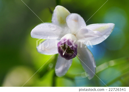 Renge goshoma(Ontakeyama) Renge goshoma(Ontakeyama) 22726341